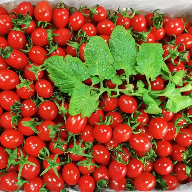 青樱红荔釜山88小番茄西红柿千禧当季现摘圣女果孕妇生吃自然熟食品