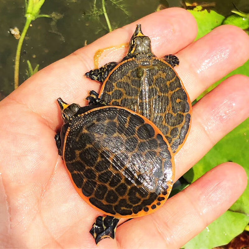 珍珠鳖苗深水龟鱼缸混养宠物小乌龟活物大型中华甲鱼角鳖淡水 美国