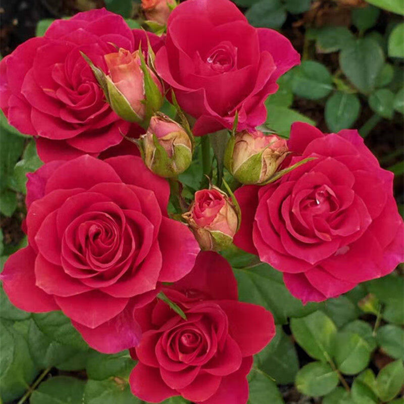 钻石玫瑰红钻月季花苗盆栽四季开花欧月浓香灌木阳台绿植物花卉 夏日