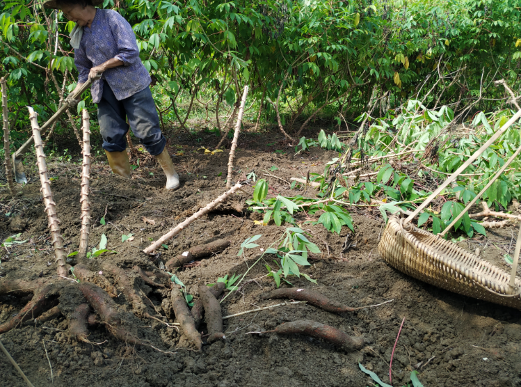 新鲜木薯 黄肉黄心木薯 蛋黄糖水木薯红薯番薯香薯面包木薯 3斤