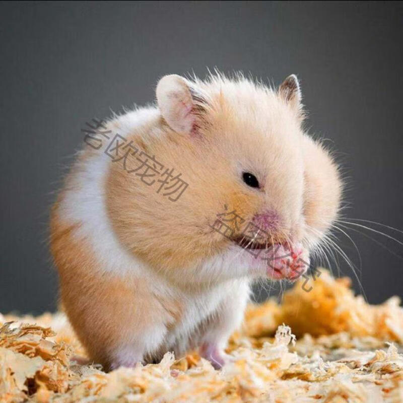 老欧 金丝熊虎纹熊眼圈熊奶牛熊米熊粮食用品大宝宝小宠物 公【打过