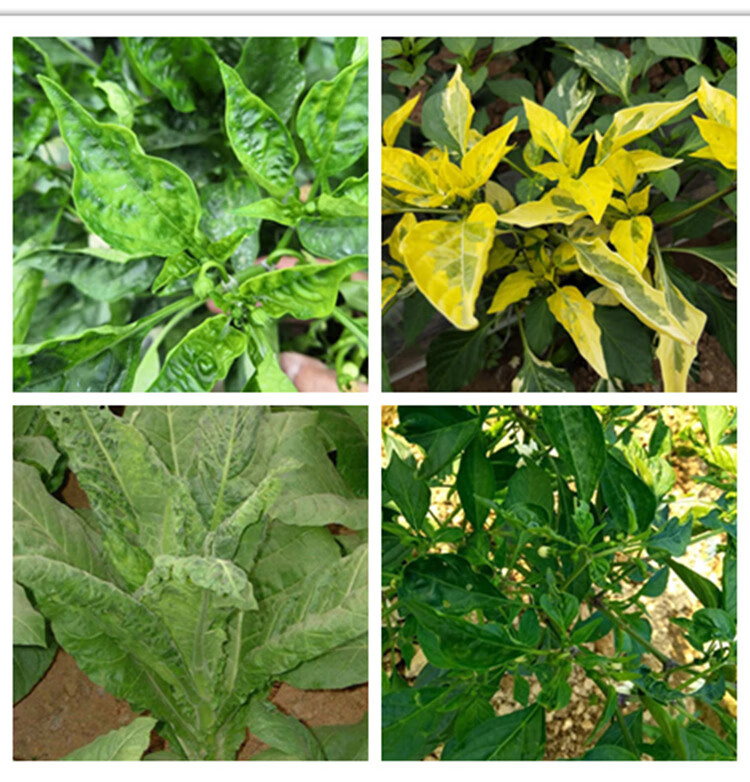 瀚鑫辛菌胺醋酸盐桃树农细菌性穿孔专用植物药剂月季四霉素高效杀菌剂