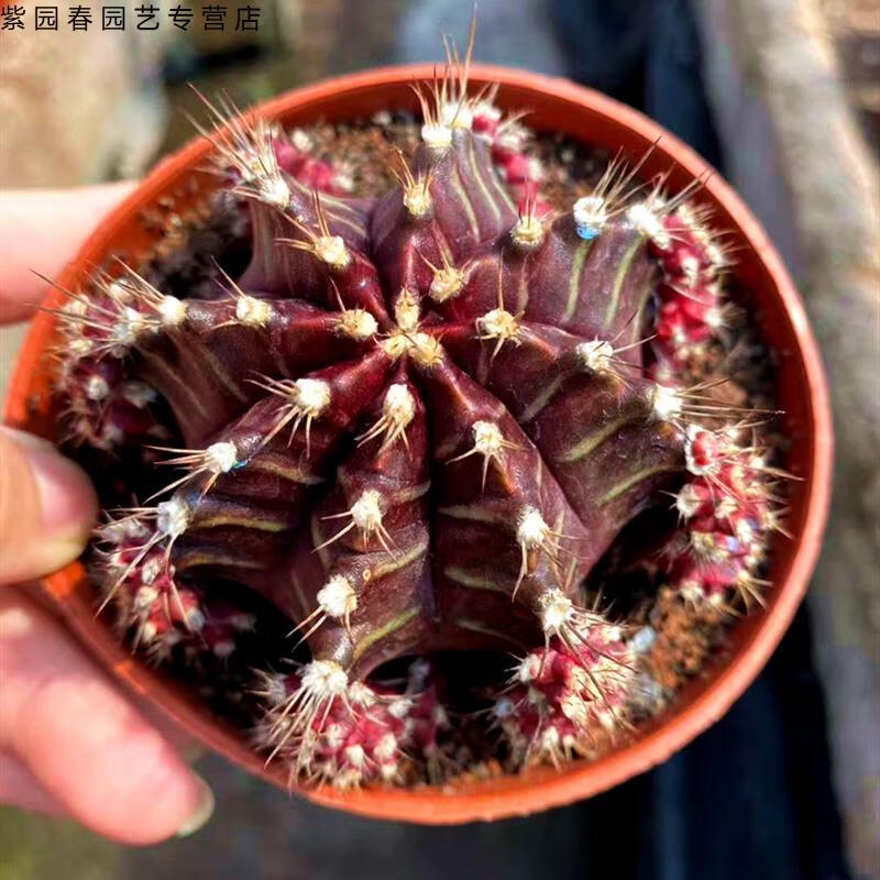 园艺五彩光辉牡丹锦仙人球稀有五彩绯牡丹锦泰国仙人球裸萼属开花球锦