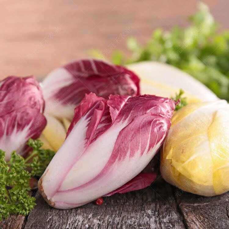 软化菊苣种子孑金玉兰菜黄芽球种苗红苣菊苗根苗阳台蔬菜养殖种籽红