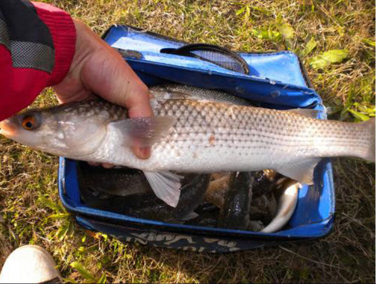 乌头鱼饵料 鱼饵 海钓咸淡水大包围钓鲻鱼饵料主攻梭鱼腥味配方 黑鲷