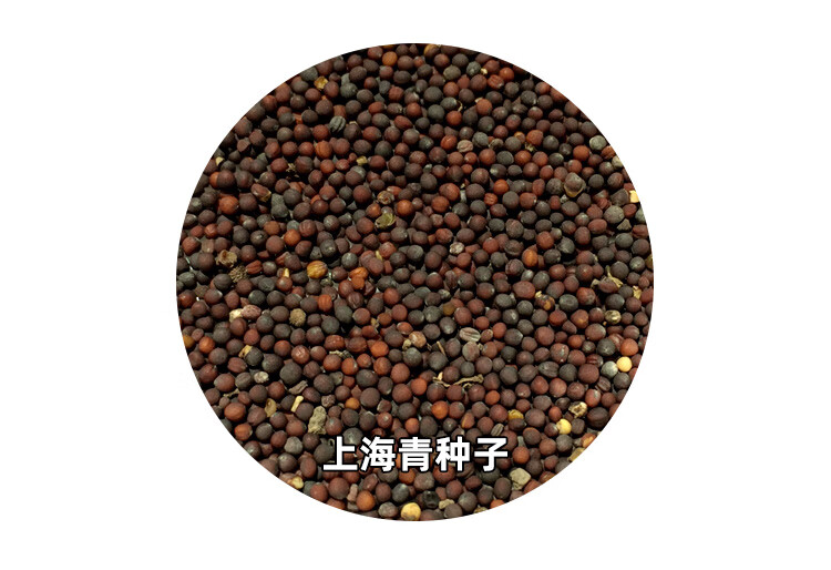 草庄 鸡毛菜菜籽种子油菜上海青四季高产小白菜青菜阳台盆栽蔬菜莱孑