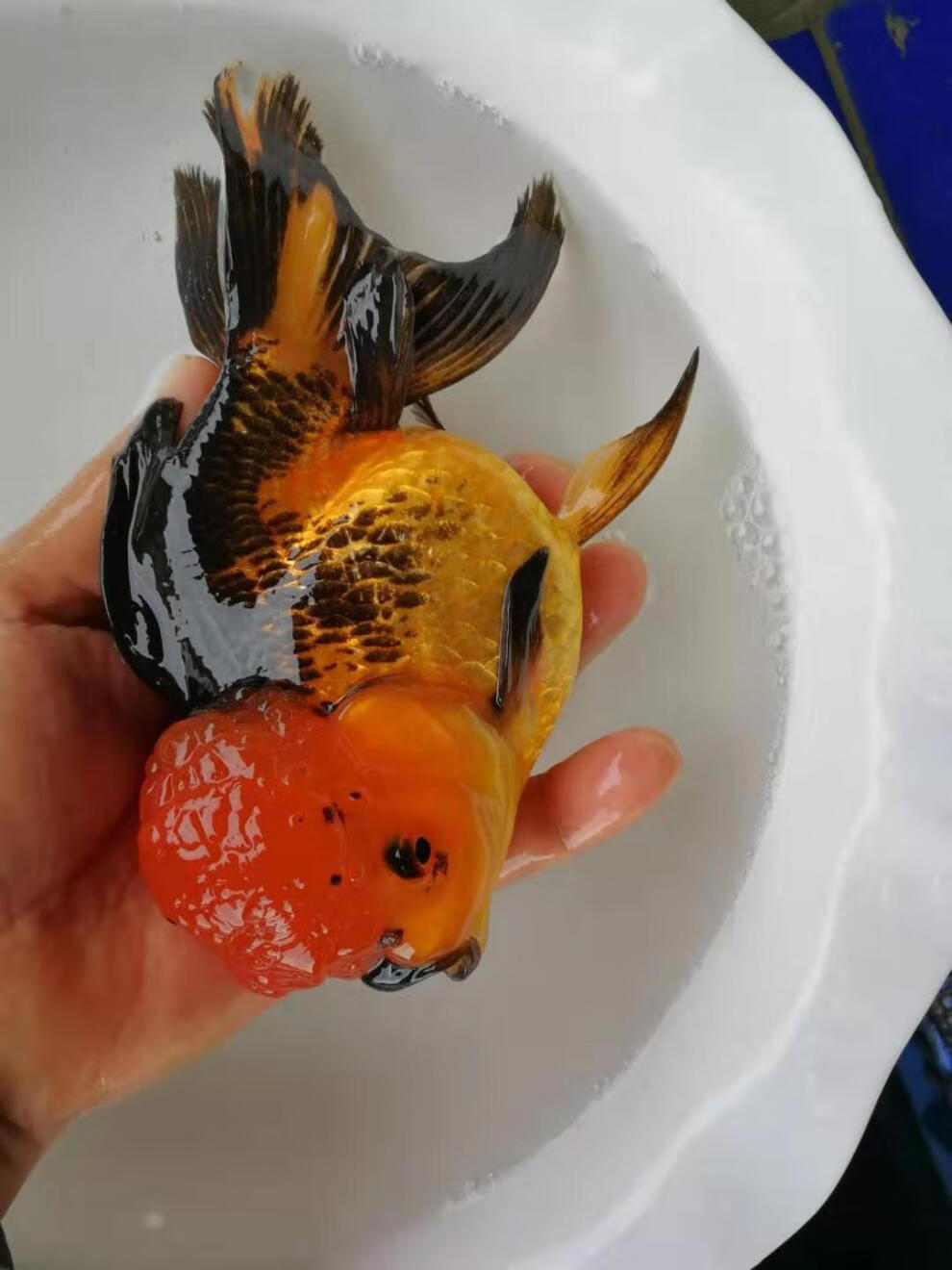 觀賞金魚活體黑紅獅子頭觀賞魚淡水魚冷水金魚活體漁場好養耐活魚仔