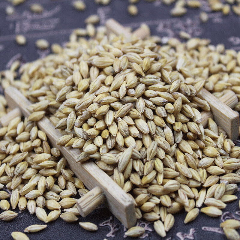 新带壳大麦粒5斤大麦茶原料种子发芽苗做麦芽糖榨汁带皮大麦