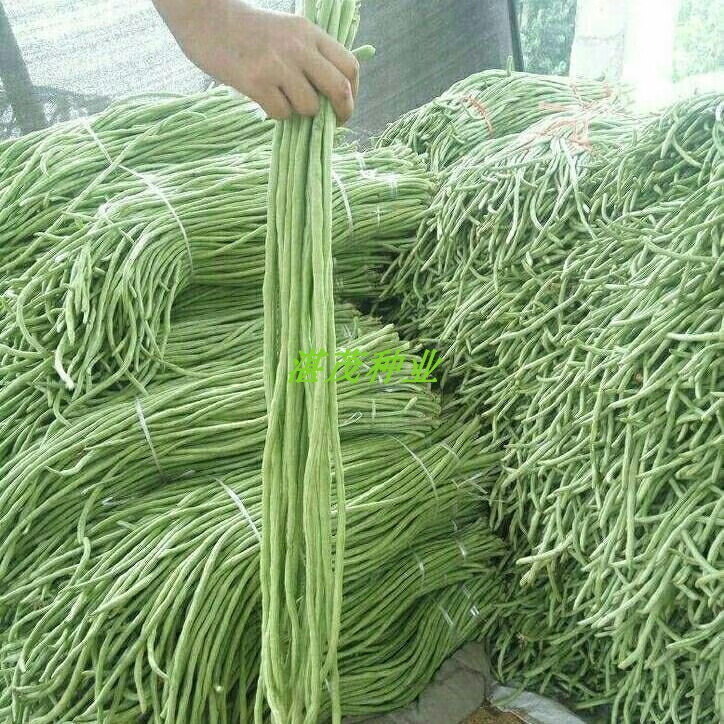 梦里丹豆角种子特长干枝梅豆角种子春秋高产早熟庭院易种四季蔬菜种籽