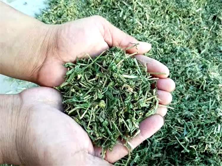 珍珠透骨草种子透骨草中药材种子药材种子供应透骨草中药材种籽 珍珠