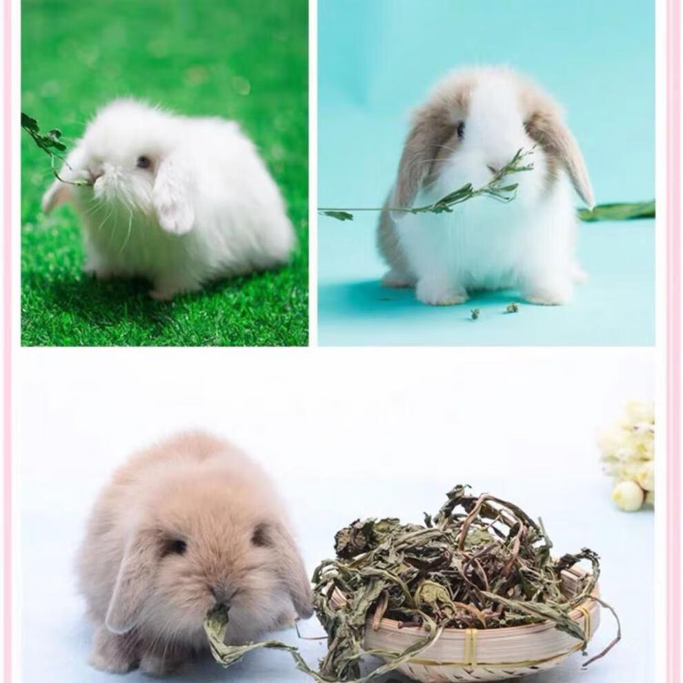 小兔子活体侏儒兔迷你长不大小型公主熊猫垂耳小白兔小型宠物兔子