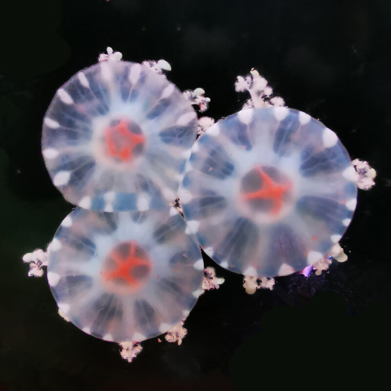 赤月倒立海月水母活物体验缸女友学生节日礼物非淡水观赏宠物套装 usb