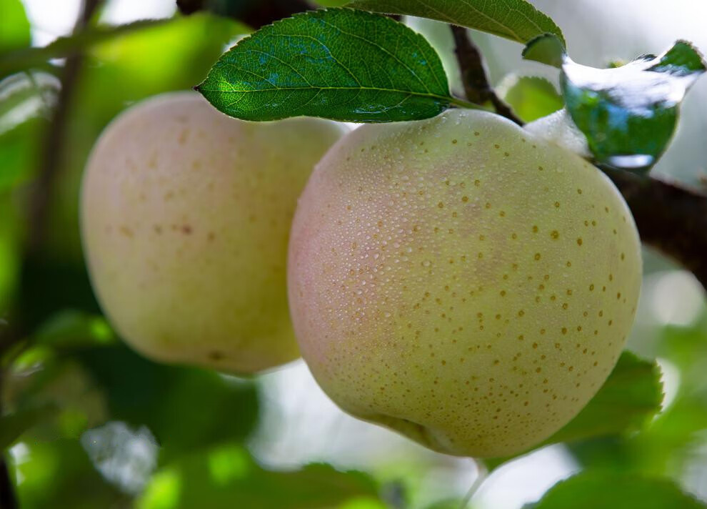 红翡王林雀斑美人苹果礼盒装9颗顺丰 80mm(含)-85mm(不含) 2500g