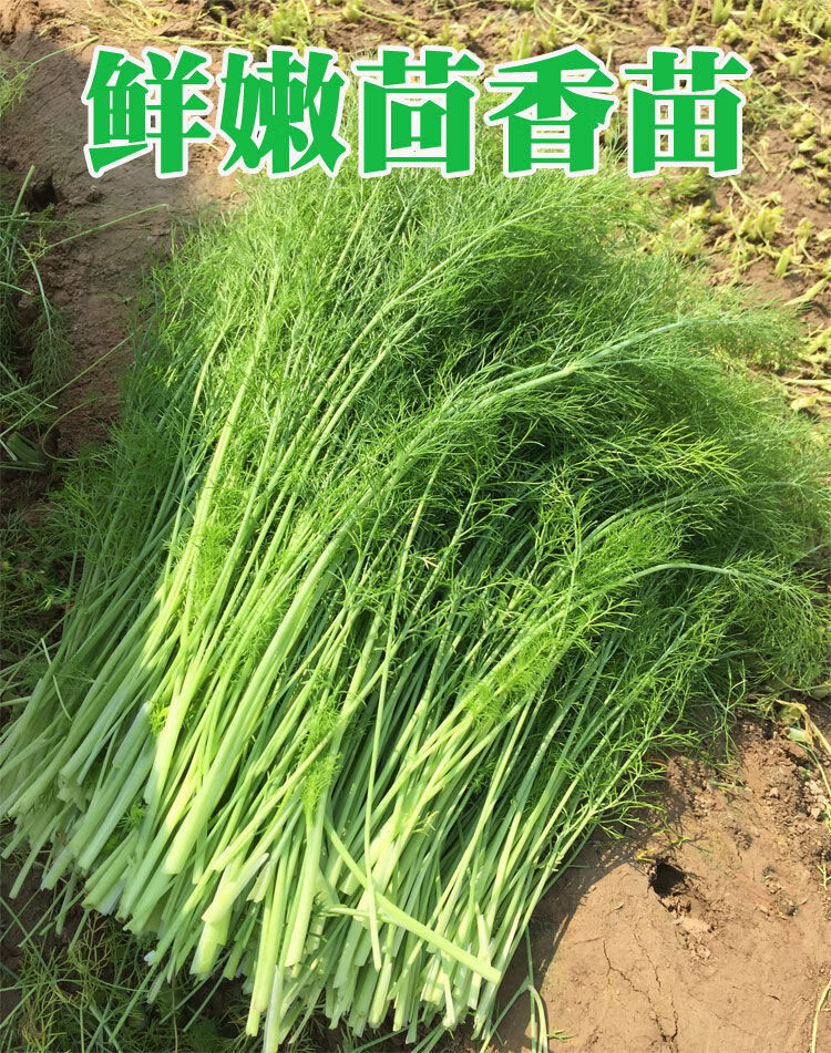 小茴香菜新鲜现割茴香苗菜回香菜荤香山东农家蔬菜可带根 1斤(适合1人