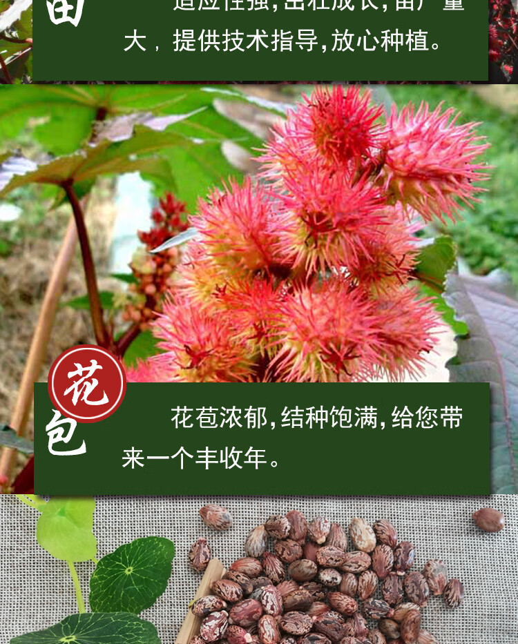 新货野生蓖麻子蓖麻籽红子中药材蓖麻仁蓖麻种子 红蓖麻种子半斤