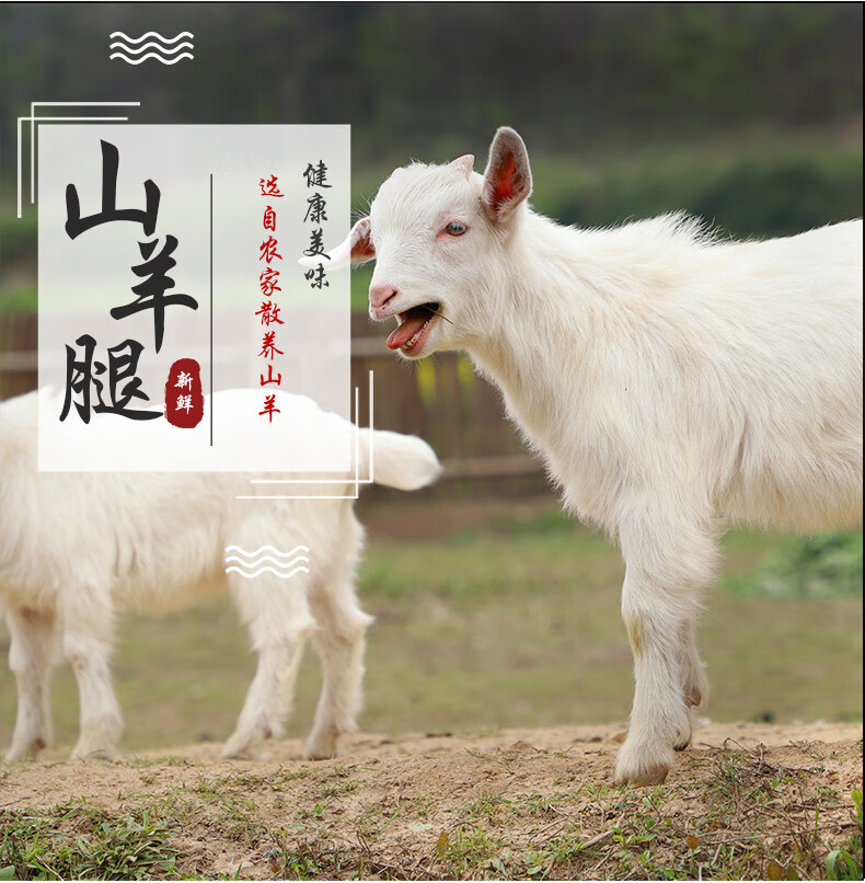 现杀农家新鲜金刚腿羊小腿约3斤山羊腿整根生羊腿3斤