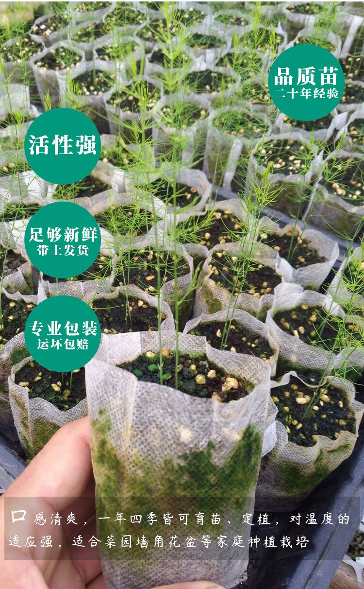 北蔬芦笋种子芦笋根苗阳台盆栽蔬菜紫芦笋根1年根5棵送1棵