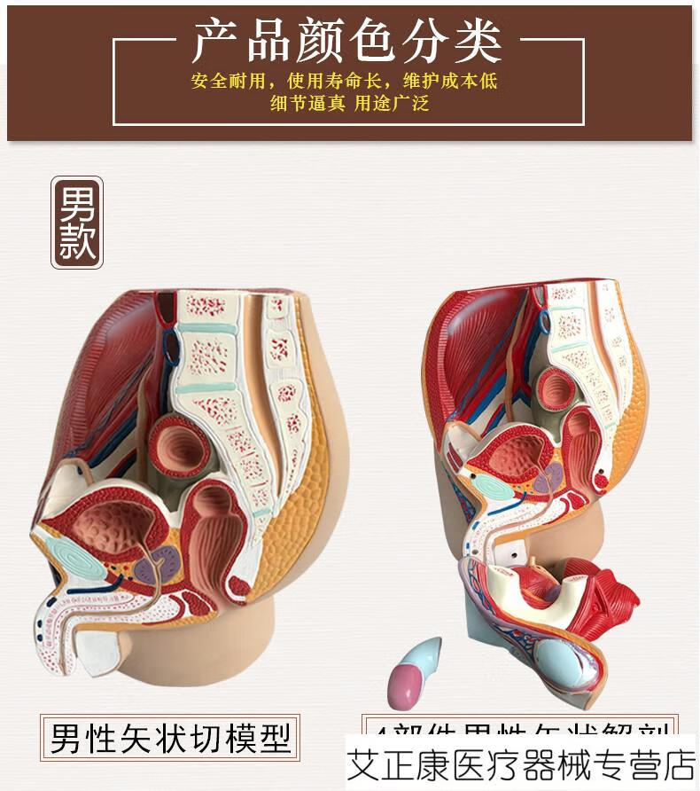 男女性盆腔矢状解剖模型女性生殖器官模型男女性生殖子宫模型小型男性