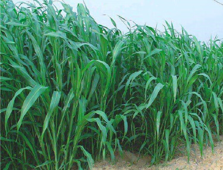 黎昕 夏季鱼草牧草耐热草种高丹草养殖牛羊马草鱼吃的四季畜牧饲料