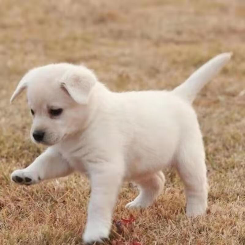 店铺优选 中华田园犬家养幼犬土狗小狗混血狗大黄狗纯黑小白狗体