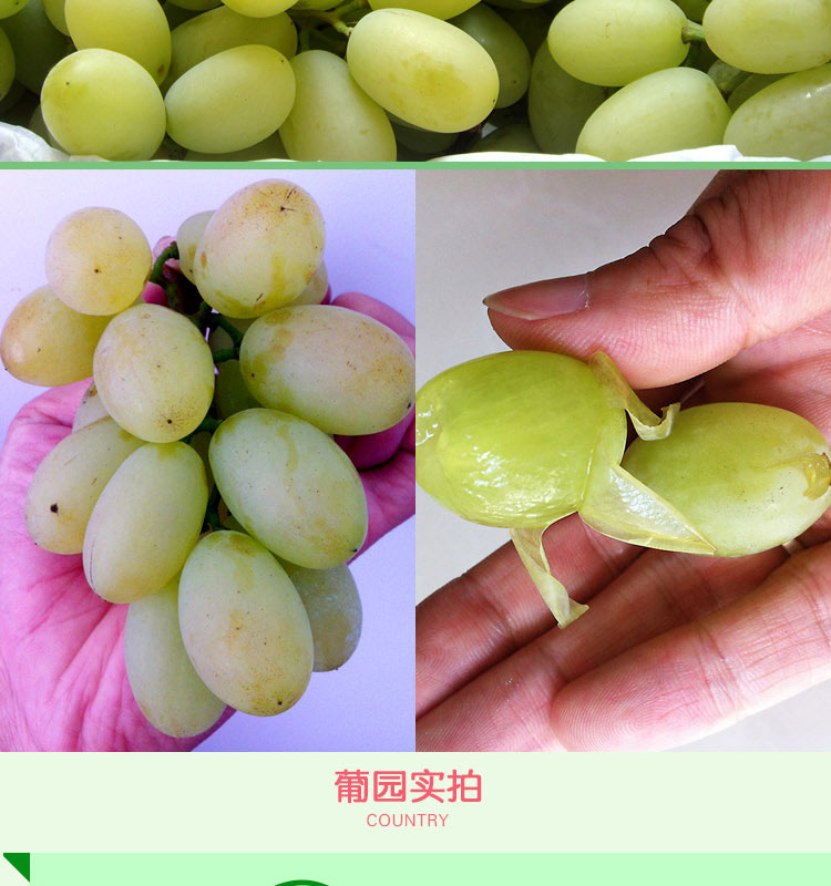 白马奶葡萄张家口怀来宣化牛奶提子新鲜水果马奶白葡萄水果5斤中秋