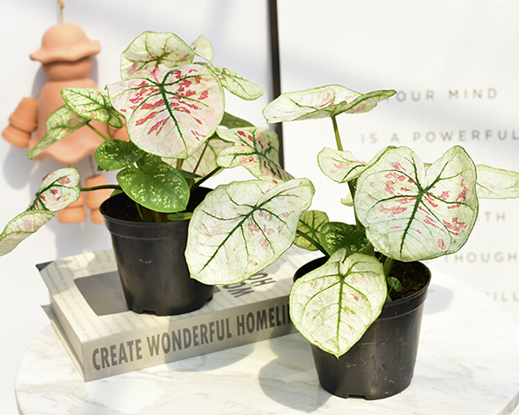 彩叶芋花叶芋室内阳台庭院绿植盆栽彩色观叶植物净化空气趣味 彩叶芋