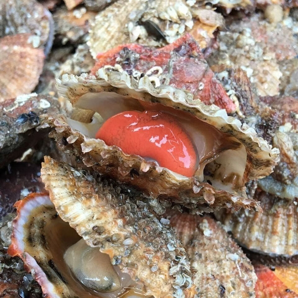 扇贝鲜活新鲜贝带壳超大扇贝海鲜水产海捕贝类四斤大号3斤个头大肥度