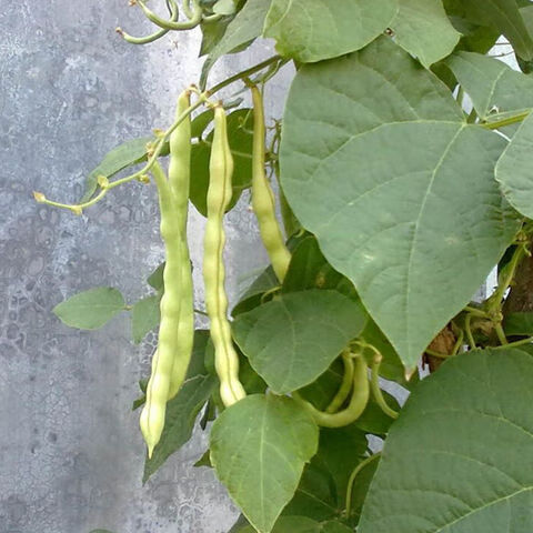 貴州下飯菜酸菜豆米新花豆四季豆米花豆子芸豆子 5