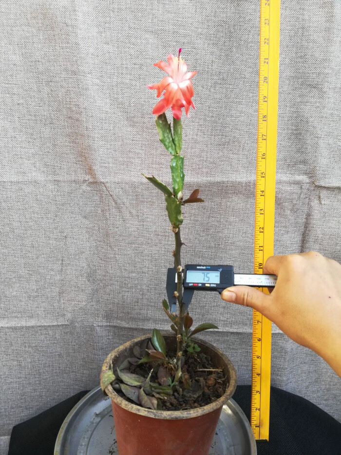 芊阙 叶仙木麒麟叶仙嫁接蟹爪兰仙人指假昙花仙人球砧木盆栽 50厘米直