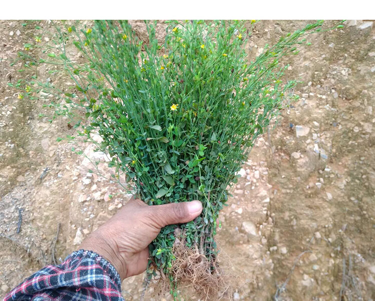 田基黄 地耳草 黄花草 雀舌草 新鲜晒干品整株田基王500g【图片 价格