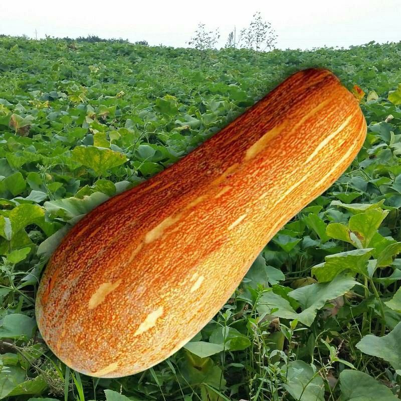 赤卉香甜蜜本南瓜种子超甜超粉面蜜早南瓜籽早熟高产香糯四季蔬菜种子