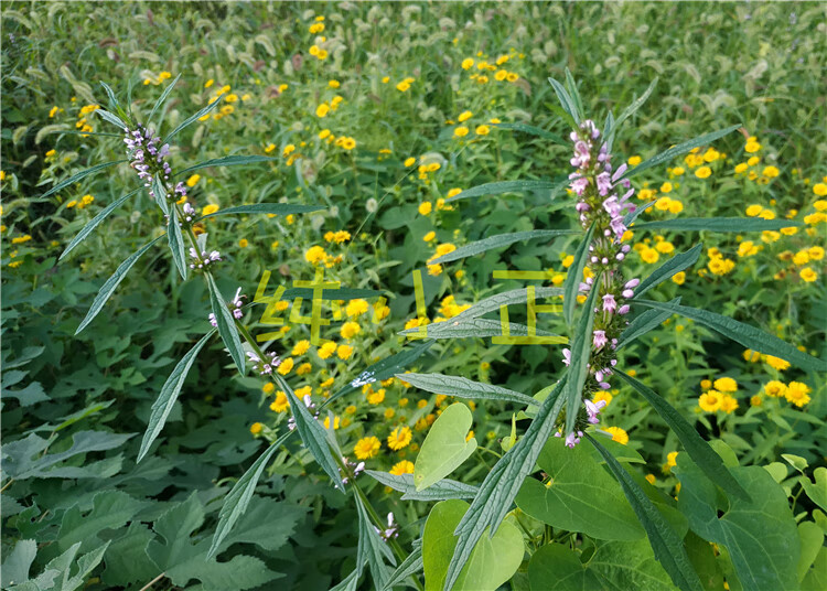 沂蒙新鲜红花长杆益母草茶晒干调理姨妈气血泡脚500克
