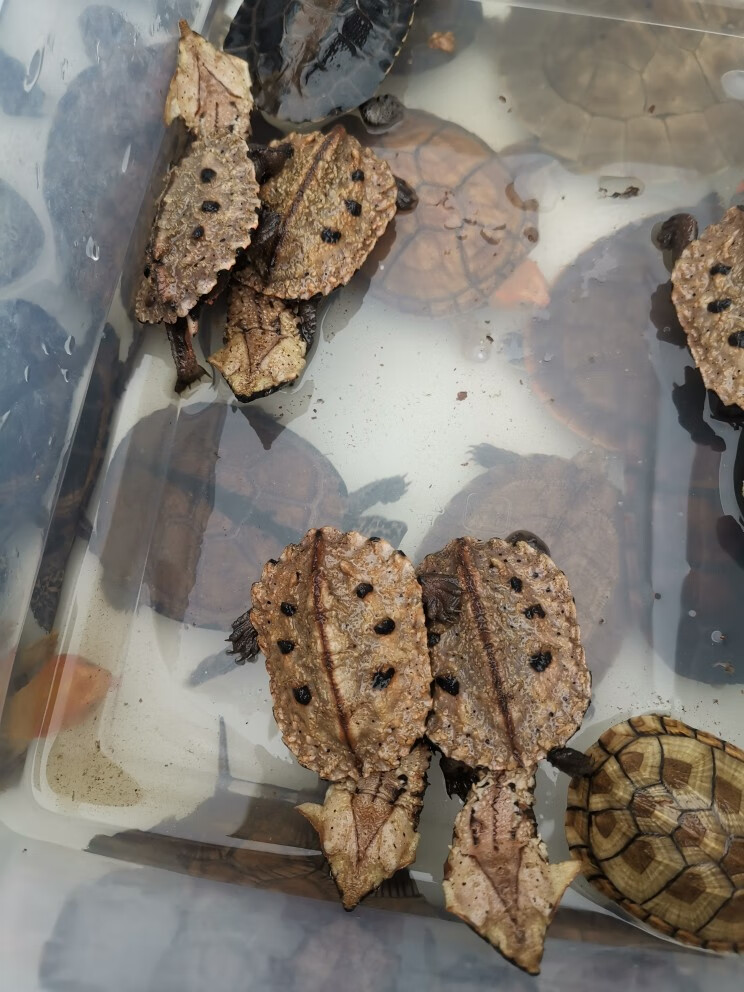 族萃玛塔龟枯叶树叶龟黑玛塔马塔伪装龟 5至6厘米黑玛塔【图片 价格