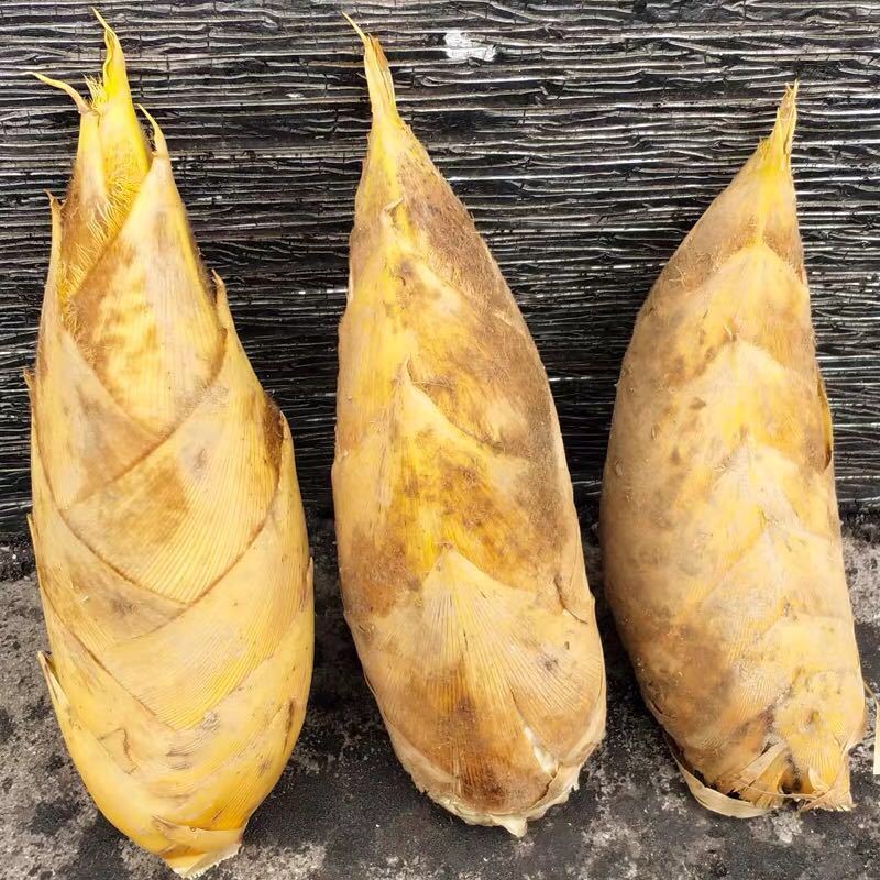 年货精选四川新鲜冬笋冬笋宜宾特产现挖楠竹笋毛竹笋新鲜蔬菜15斤现挖