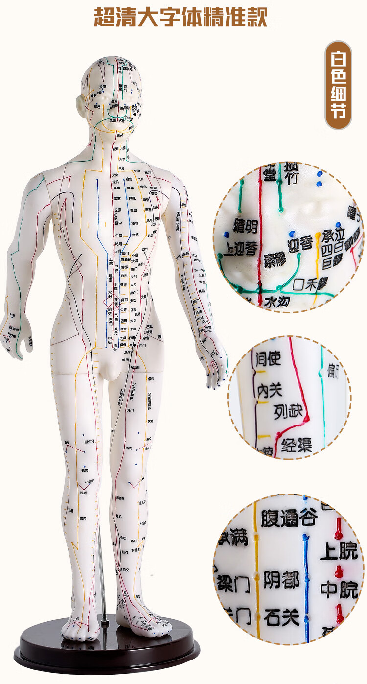 高博士人体模型穴位针灸模型医学针灸自学教学模型练习扎针白色女模可