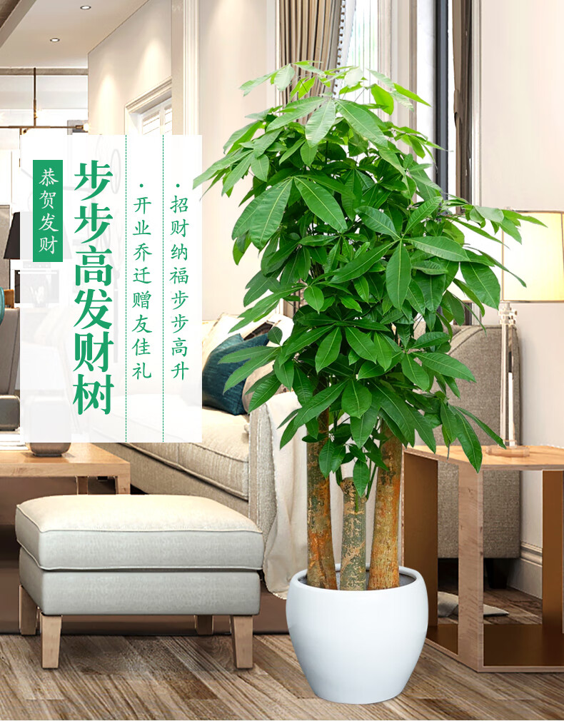 发财树盆栽客厅大颗型树桩植物绿植办公室绿化开业乔迁广州 白色 1-1.