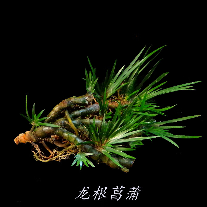 龍根菖蒲盆景綠植吸水石室內蒲草養龜水培土培植物盆栽碧湘園藝栗色