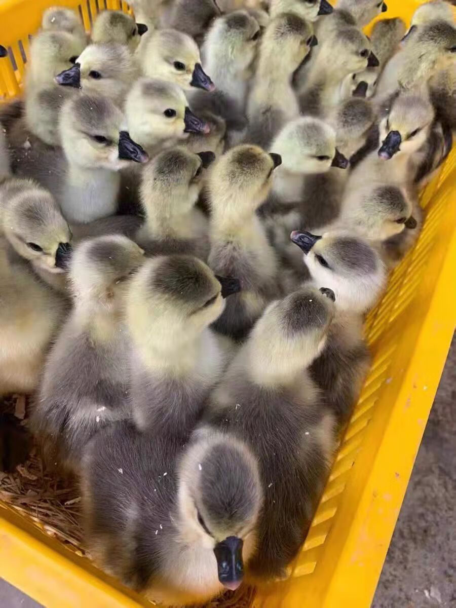 狮头鹅苗纯种 特大纯种巨型狮头鹅合浦幼鹅小鹅汕头批发白鹅灰狮子鹅