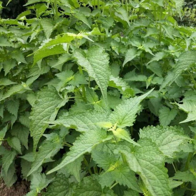 四川新鲜藿香鱼香叶 川霍香草五香叶大茴香蘸豆花泡茶炖 1斤【图片
