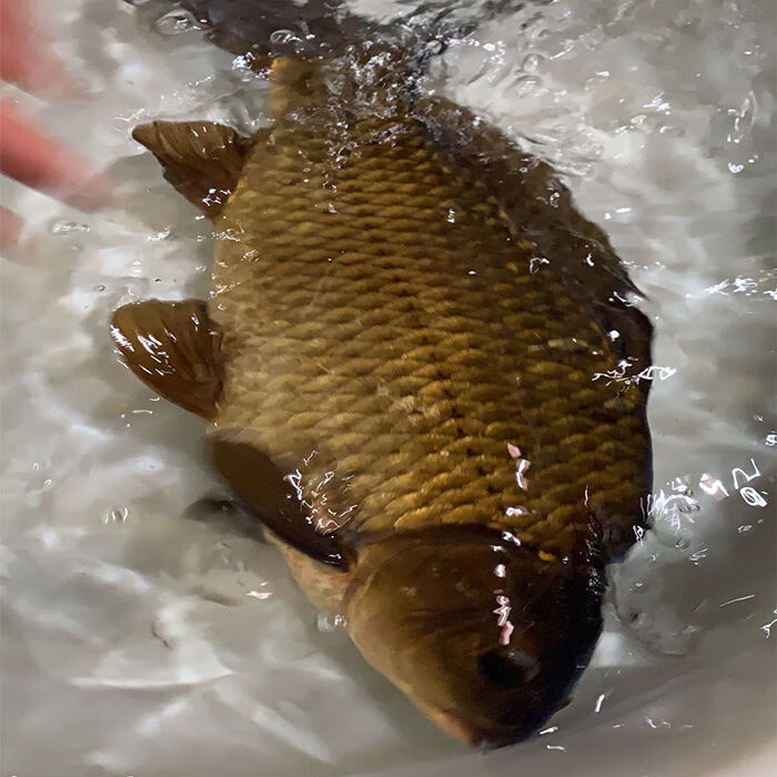 千岛湖鲫鱼正宗鲜活活体孕妇月子下奶炖汤儿童老人淡水鱼整条 2斤