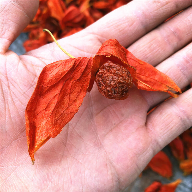 新貨乾的紅姑娘果苦姑娘錦燈籠果皮一體山紅菇娘中藥材100克 紅姑娘幹