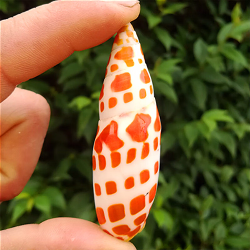 天然海螺贝壳锦鲤螺红笔螺鱼缸水族造景装饰家居收藏 橱窗设计dyi小