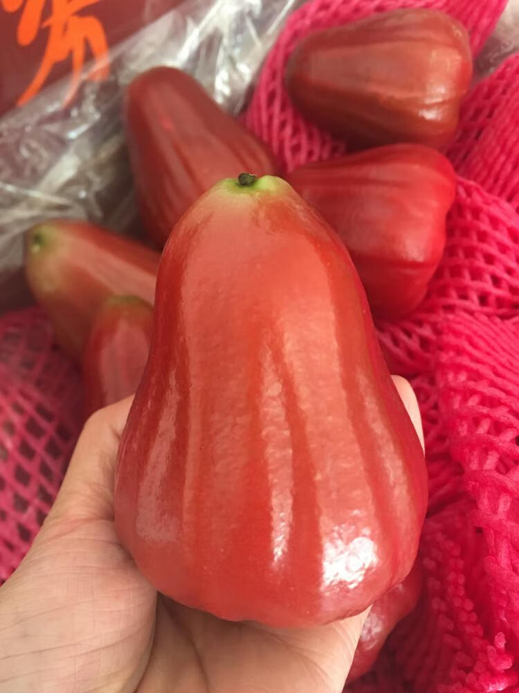 【顺丰】蜜风铃莲雾3斤装 台湾蜜风铃巴掌黑糖芭比新鲜黑金刚莲雾时令