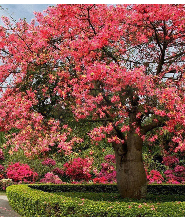 大腹木棉树苗美丽异木棉树苗庭院别墅花树苗风景树行道绿化植物 2.