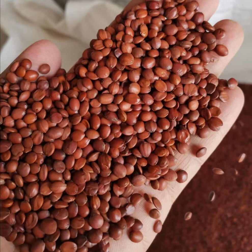 酸枣仁正宗太行山酸枣仁熟酸枣仁粉生山枣仁 50克炒制颗粒试用装