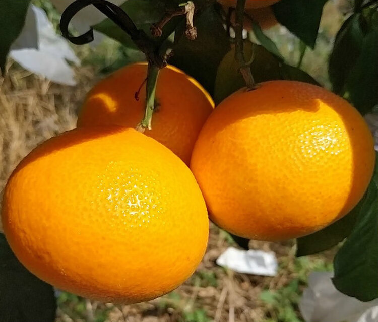 顺丰速发现摘红美人爱媛28号果冻橙5斤礼盒装送礼送人柑橘当季超甜