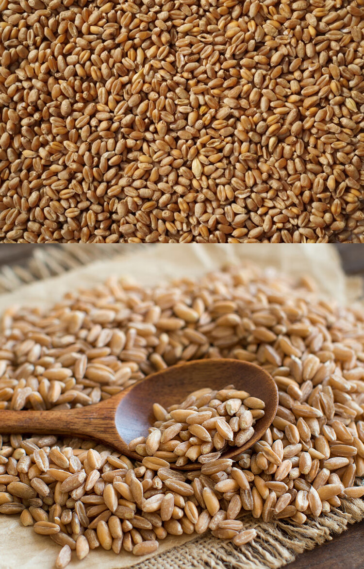 2021年农家新小麦食用干小麦粒鸽粮鸡鸭动物饲料酿酒钓鱼50斤