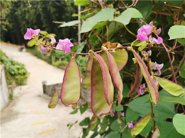 梁平农家新鲜刀豆峨眉豆蛾眉豆梅豆扁豆角猪耳朵红边青扁豆紫扁豆
