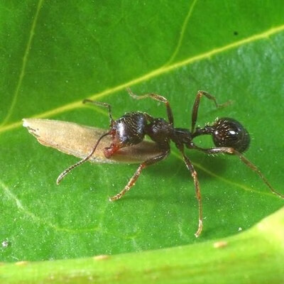 奢络弗 工匠收获蚁蚂蚁活体蚂蚁蚁后宠物蚂蚁活体蚁后蚁收获新蚂蚁后