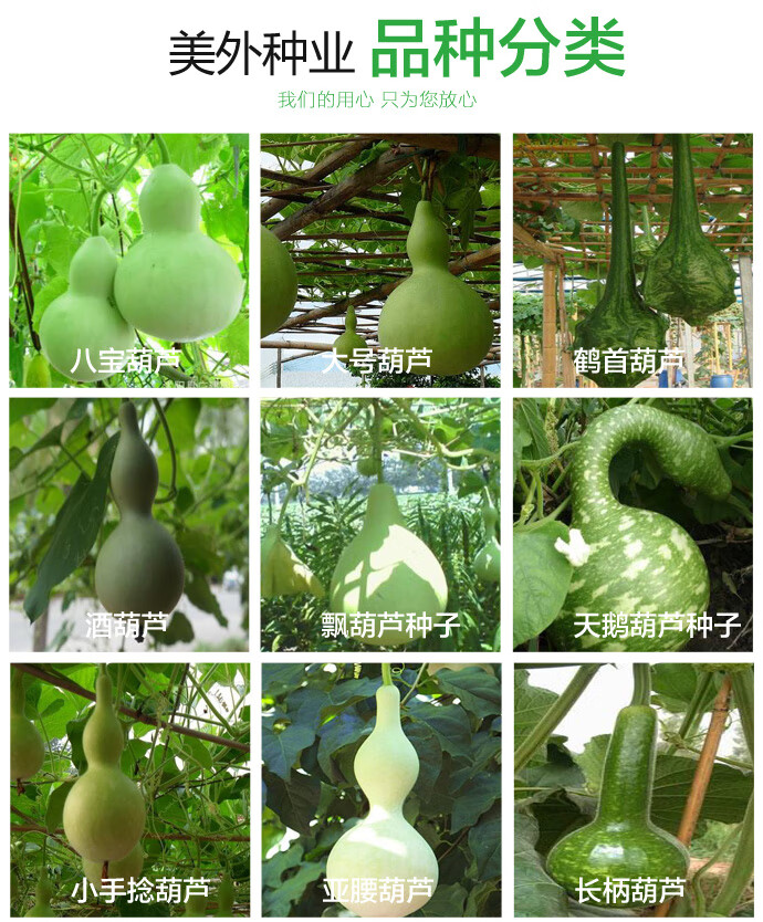 乐子君 15粒 庭院走廊观赏天然葫芦手捻葫芦籽可阳台盆栽酒葫芦种子